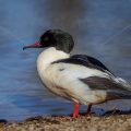 Gänsesäger (Mergus merganser) Männchen