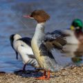 Gänsesäger (Mergus merganser) Weibchen