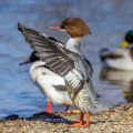Gänsesäger (Mergus merganser) Weibchen
