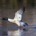 Gänsesäger (Mergus merganser) Männchen