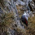 Mauerläufer (Tichodroma muraria)