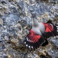 Mauerläufer (Tichodroma muraria)