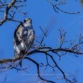 Habicht (Accipiter gentilis)