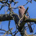 Eichelhäher (Garrulus glandarius)