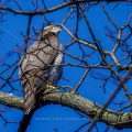 Habicht (Accipiter gentilis)