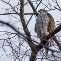 Habicht (Accipiter gentilis)
