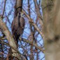Habicht (Accipiter gentilis)