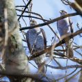 Habicht (Accipiter gentilis)