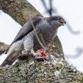 Habicht (Accipiter gentilis) mit Beute