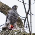 Habicht (Accipiter gentilis) mit Beute