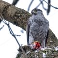 Habicht (Accipiter gentilis) mit Beute