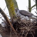 Habicht (Accipiter gentilis)