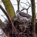 Habicht (Accipiter gentilis)