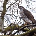 Habicht (Accipiter gentilis)