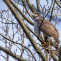 Habicht (Accipiter gentilis)