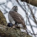 Habicht (Accipiter gentilis) mit Beute
