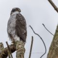 Habicht (Accipiter gentilis)