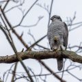 Habicht (Accipiter gentilis)