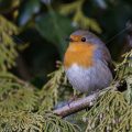 Rotkehlchen (Erithacus rubecula)