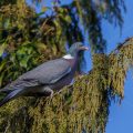 Ringeltaube (Columba palumbus)