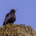Amsel (Turdus merula) Männchen