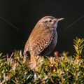 Zaunkönig (Troglodytes troglodytes)