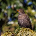 Amsel (Turdus merula) Weibchen