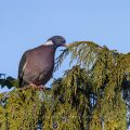 Ringeltaube (Columba palumbus)