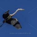 Graureiher (Ardea cinerea)