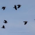 Dohlen (Corvus monedula)