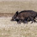 Wildschweine (Sus scrofa), kurzer Ausflug in eine andere Gegend