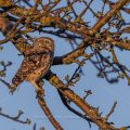 Steinkauz (Athene noctua)