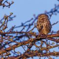 Steinkauz (Athene noctua)
