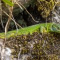 Westliche Smaragdeidechse (Lacerta bilineata)