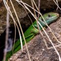 Westliche Smaragdeidechse (Lacerta bilineata)