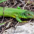 Westliche Smaragdeidechse (Lacerta bilineata)