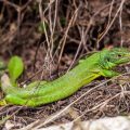 Westliche Smaragdeidechse (Lacerta bilineata)