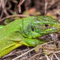 Westliche Smaragdeidechse (Lacerta bilineata)