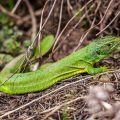 Westliche Smaragdeidechse (Lacerta bilineata)