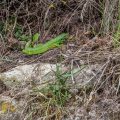 Westliche Smaragdeidechse (Lacerta bilineata)