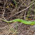 Westliche Smaragdeidechse (Lacerta bilineata)