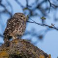 Steinkauz (Athene noctua)