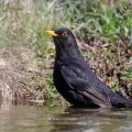 Amsel (Turdus merula) Männchen
