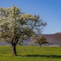 Blühender Apfelbaum, Albvorland, Weilheim unter Teck