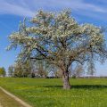 Blühender Apfelbaum, Albvorland, Weilheim unter Teck