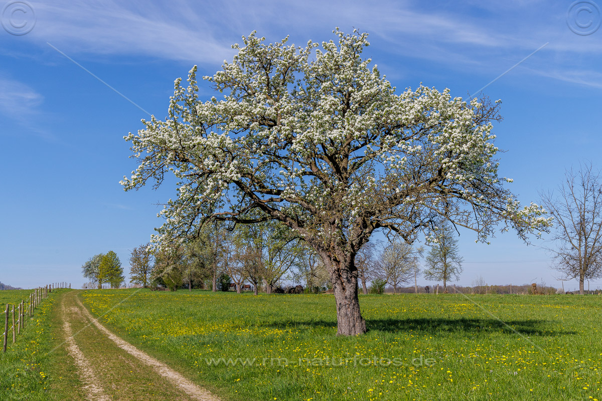 Blühender Apfelbaum, Albvorland, Weilheim unter Teck