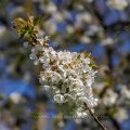 Kirschblüten