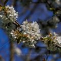 Kirschblüten