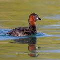Zwergtaucher (Tachybaptus ruficollis)