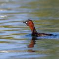 Zwergtaucher (Tachybaptus ruficollis)